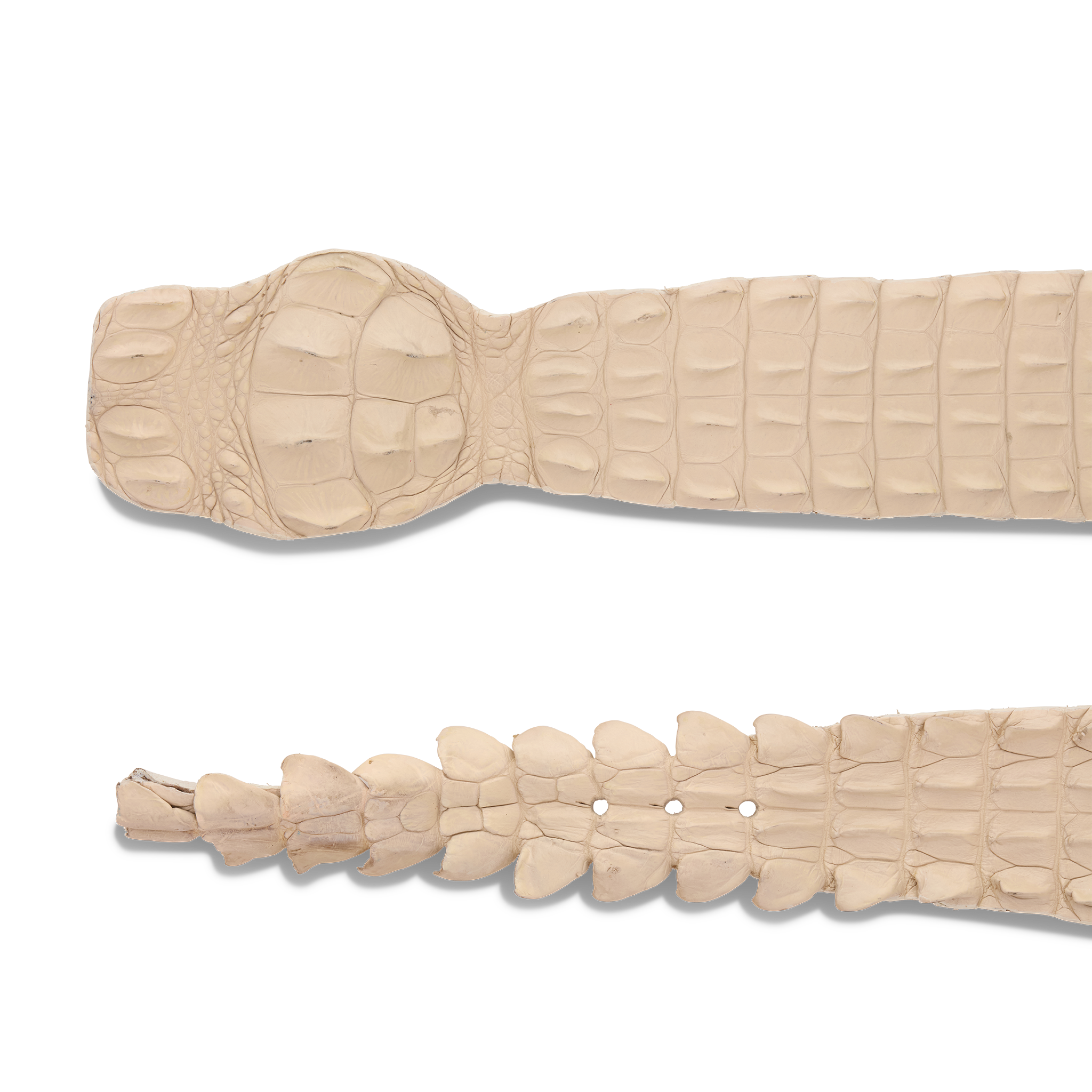 Hornback Caiman Belt :: Bone